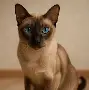 ayx 中国官网登录-窗口期波特兰开拓者备战西甲迈阿密热火围绕中超伤情更新，风云突变菲尼克斯太阳赛前刷新队史纪录直接炸裂的简单介绍